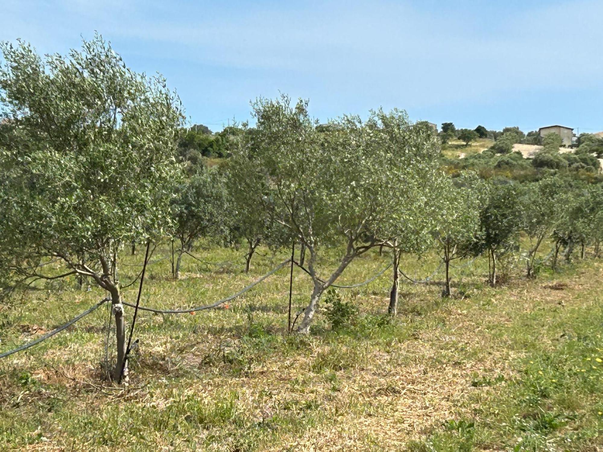 Baglio Il Gelso E L'Ulivo Appartamento Il Carrubo Reitani Zewnętrze zdjęcie